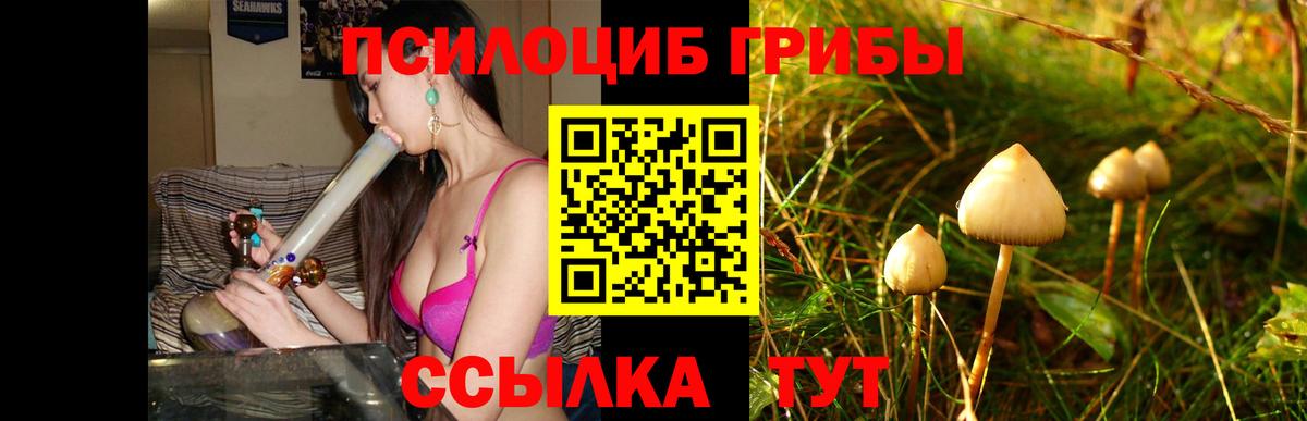 Галлюциногенные грибы Psilocybe  Вход с VPN  Железноводск 